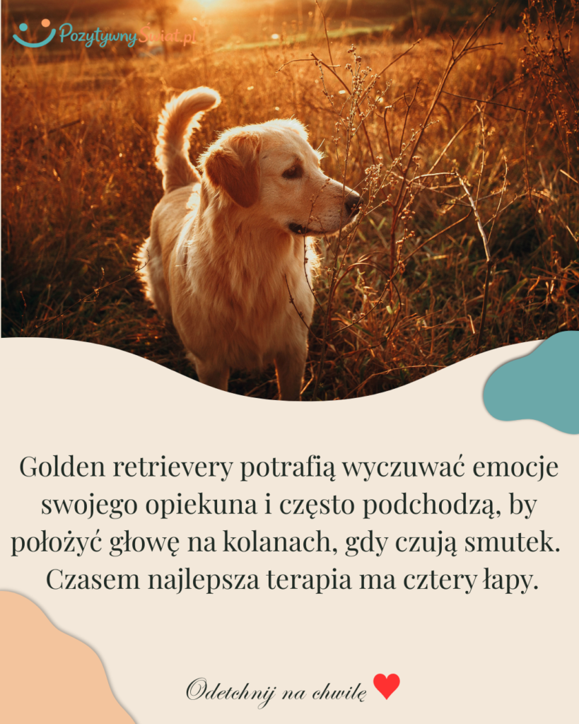 Pies przyjaciel - Golden Retriever w Pozytywnym Świecie.